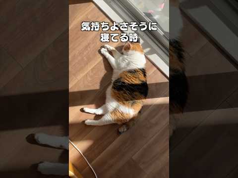 「けわれのわれめ」猫あるある|フルはApple Musicほか音楽アプリへ サムネイル