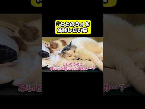 『ととのう』を体験したい猫　猫 おもしろ アテレコ ニャンチューバーつくし サムネイル