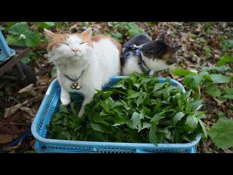 ちろぽんさばじろうと山菜しどけ収穫して産直へ　260514 サムネイル