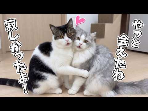 久しぶりの再会に喜びを爆発させた猫の行動がヤバ過ぎた…w