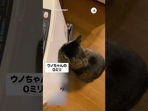 ゼロ距離猫さん｜PECO サムネイル