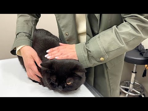 手術の日、凄まじい殺気を放つ黒猫 サムネイル
