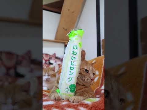 ほわいとロング クラウンメロン 260721 cat のせ猫 cute ねこ ほわいとロング cutecat…