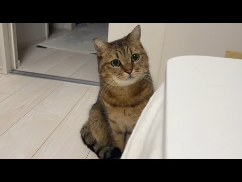 深夜にそんなキラキラした眼差しで遊べと喋りかけてくるな… サムネイル