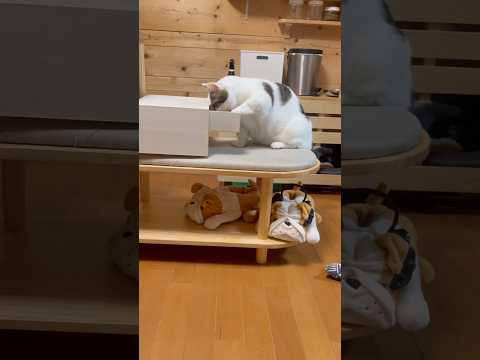 自由なんだからぁ