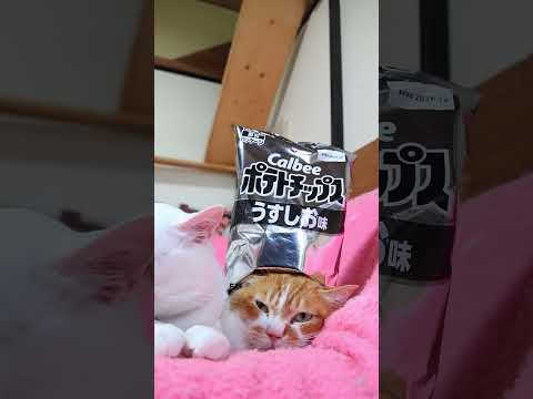 ポテトチップス 石油原料節約パッケージ 260721 cat のせ猫 cute ねこ ポテトチップス cute…