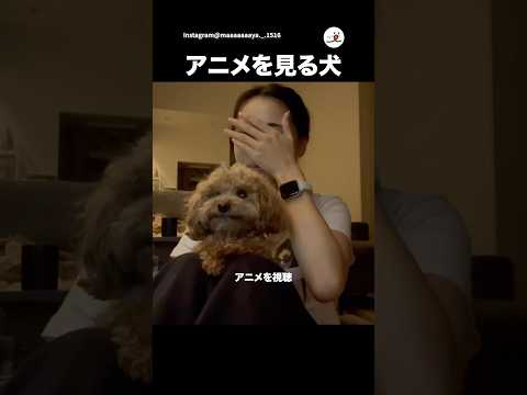 犬が見やすいアニメ＆泣く飼い主｜PECO サムネイル