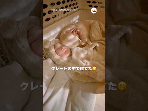 一緒に寝てたふたり｜PECO