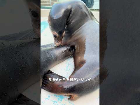 【カリフォルニアアシカ】母乳に夢中のジョイ【サンシャイン水族館】shorts 水族館 サムネイル