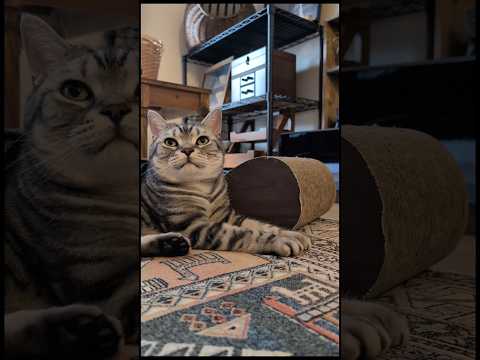 アメショーのラッテ #アメショ ＃アメリカンショートヘア＃猫との暮らし#猫と暮らす家#猫