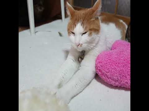 ハートをもみもみチロ　260314　 cat　 cute　 kitty　 ねこ　 猫のいる暮らし　 kitten　 ネ… サムネイル