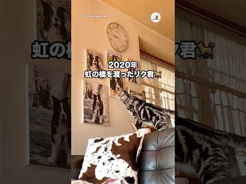 相棒🐕の写真に向かって鳴く猫さん｜PECO