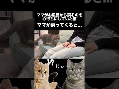 お風呂に入っているママを待つ猫が健気すぎる...shorts 猫 猫のいる暮らし サムネイル