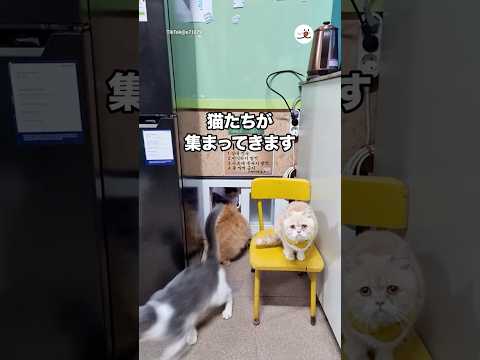 小窓から続々と出勤してくる猫たち｜PECO サムネイル