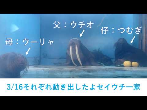 3/16朝のセイウチ一家 サムネイル
