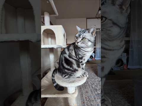 アメショーのラッテ アメショ アメリカンショートヘア 猫と暮らす家＃猫との暮らし猫 サムネイル