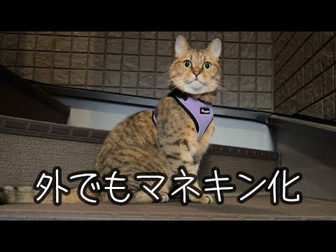 1人でお散歩に勢いよく繰り出したがすぐにフリーズしてしまうビビり猫がこちらですww