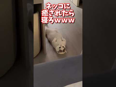 ネッコの動画で癒されたら寝ろｗｗｗ　2ch  動物  猫 癒やし ねこ動画 サムネイル