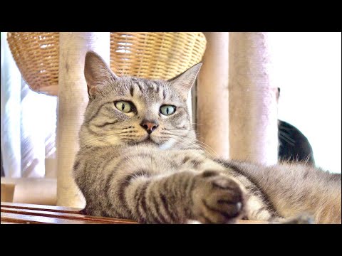 猫のゴロゴロ音ASMR 🐈 Cat Purring ASMR | LIVE Sleep 😴 サムネイル