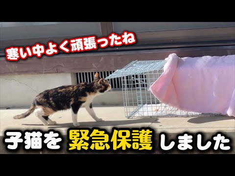 幹線道路沿いに現れた子猫を緊急保護しました サムネイル