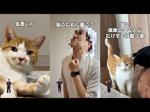 猫飼ってる人にしかワカラナイ７連発 サムネイル