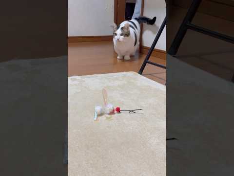 たまにはこんな登場も サムネイル