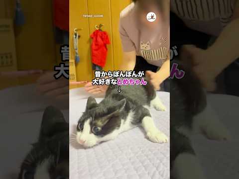 おしりぽんぽんしすぎて…｜PECO サムネイル