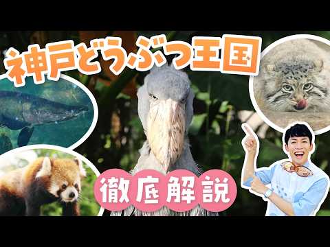 激レア動物に会える！神戸どうぶつ王国が100倍楽しめる解説ツアー【動物園・水族館紹介】