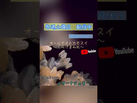 第224回 オールナイトカモスイ〜くらげまみれ〜 ルサーナジェリー shorts サムネイル