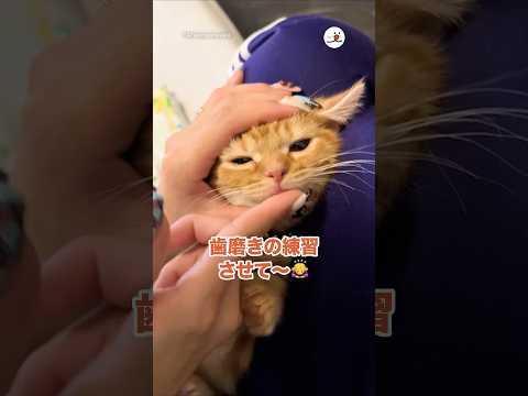 歯磨きの練習させて〜🙇‍♀️｜PECO サムネイル