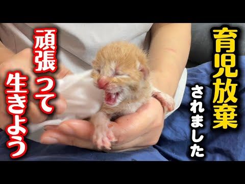 生後1目の子猫…頑張って生きてます