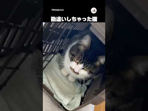 キャリー出したら実家に遊び行けると思ってる｜PECO サムネイル