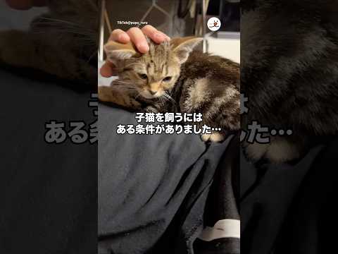子猫を飼うにはある条件がりました…｜PECO サムネイル