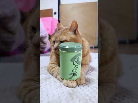 しいたけ茶　260604　 cat のせ猫 cute　 ねこ cutecat しいたけ茶　 kitty ネコ しいたけ サムネイル