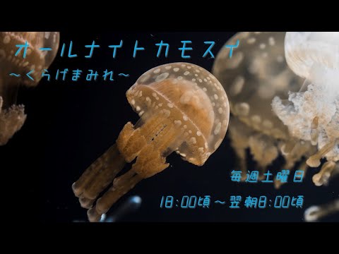 オールナイトカモスイ　～くらげまみれ～ 163  タコクラゲ サムネイル