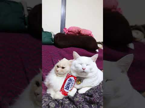 月桂冠のあま酒　260218　　のせ猫　 cat cute ねこ　 猫のいる暮らし kitten ネコ　 cuteca… サムネイル