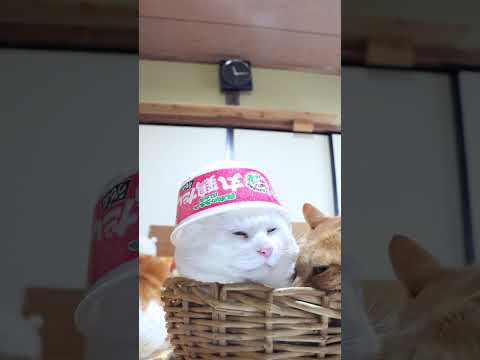 丸鶏だしうどん　260217　のせ猫　 cat cute ねこ　 ネコ 猫のいる暮らし kitten　 cutecat… サムネイル
