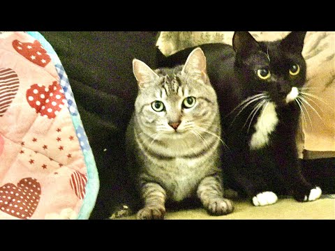 猫がわがままなのでブチギレてみた サムネイル