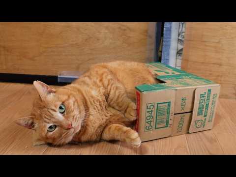 調製豆乳 カロリー45％オフの箱と猫　cat in a box　260528