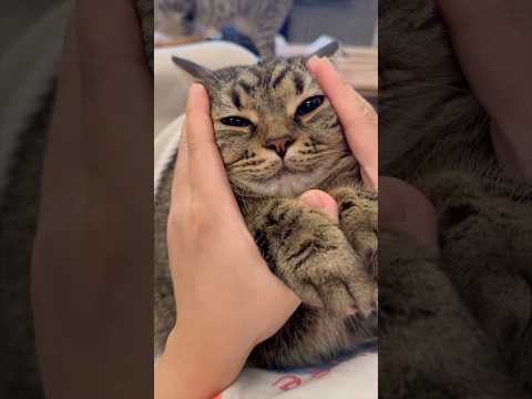 猫が大好きな爪とぎをぶっ壊してしまった結果...!! shorts cat