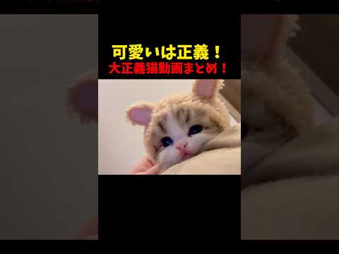 可愛いは正義😘 猫 cat cats cute サムネイル