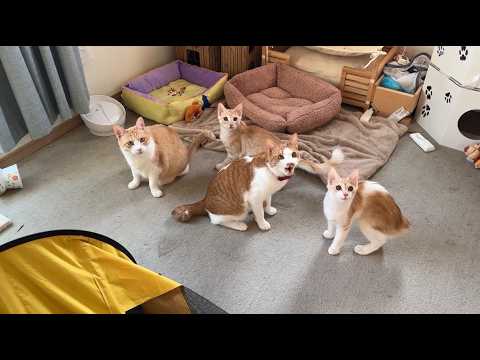 【🐈＜配信】なんか家の猫密度が濃すぎます。