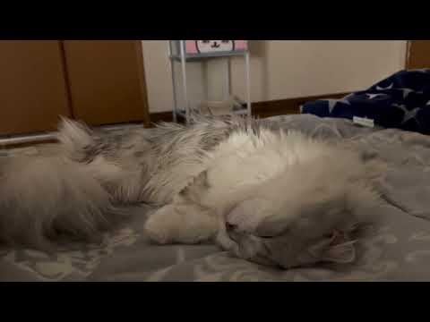 変わった寝方をする猫が可愛い【スコティッシュフォールド】