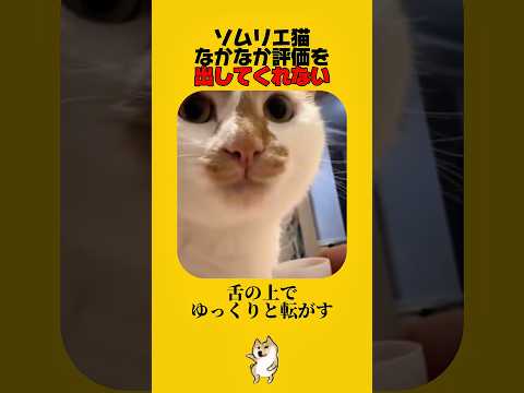 ソムリエ猫、無言の圧