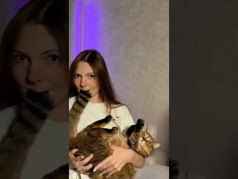 最新の癒し系！愛らしい猫たちの神回動画