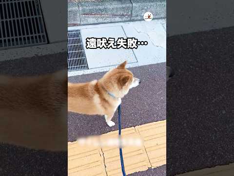 上手くいかない日もある｜PECO サムネイル