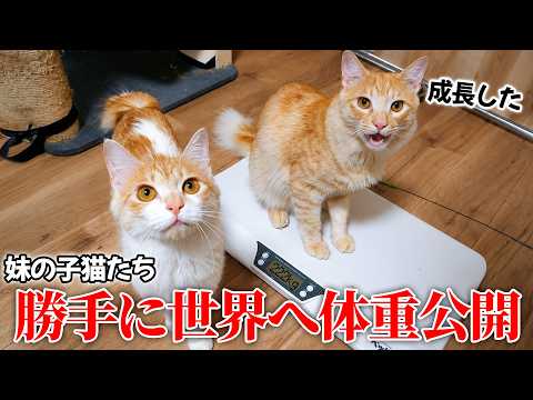 妹から預かっている子猫たちの体重を勝手に測って世界に公開したいと思います。