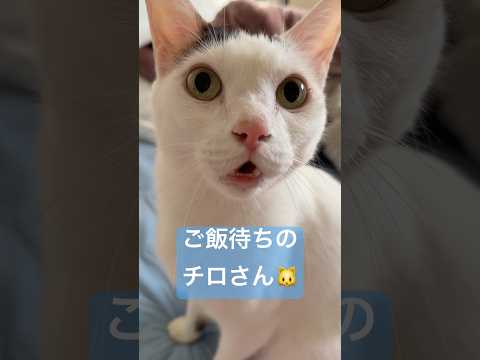 ごはん待ちのチロさん shorts サムネイル