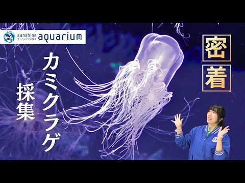 【密着】春を告げるカミクラゲ‼ 採集から展示までをダイジェストでお届け！【サンシャイン水族館】 サムネイル