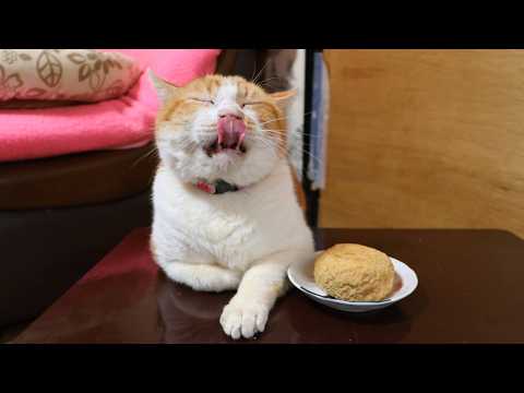 ちゃぶ台の上のきなこおはぎ　260228 サムネイル